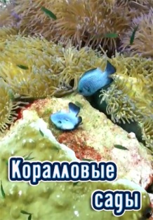 Чудо природы: Коралловые сады (2014) Russia Today Documentary
