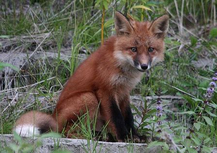 Читать Хитрые лисы Аляски съели еду рязанских путешественников